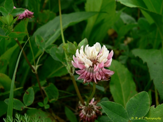 {Trifolium hybridum}